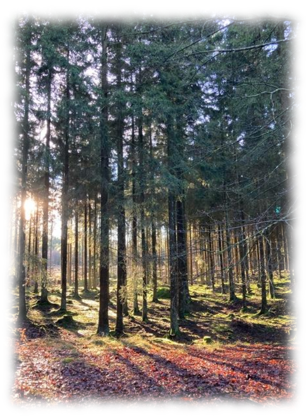 Naturcoaching